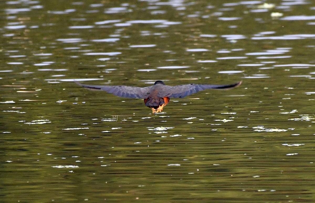 Weißbrust-Kielralle - ML649502096