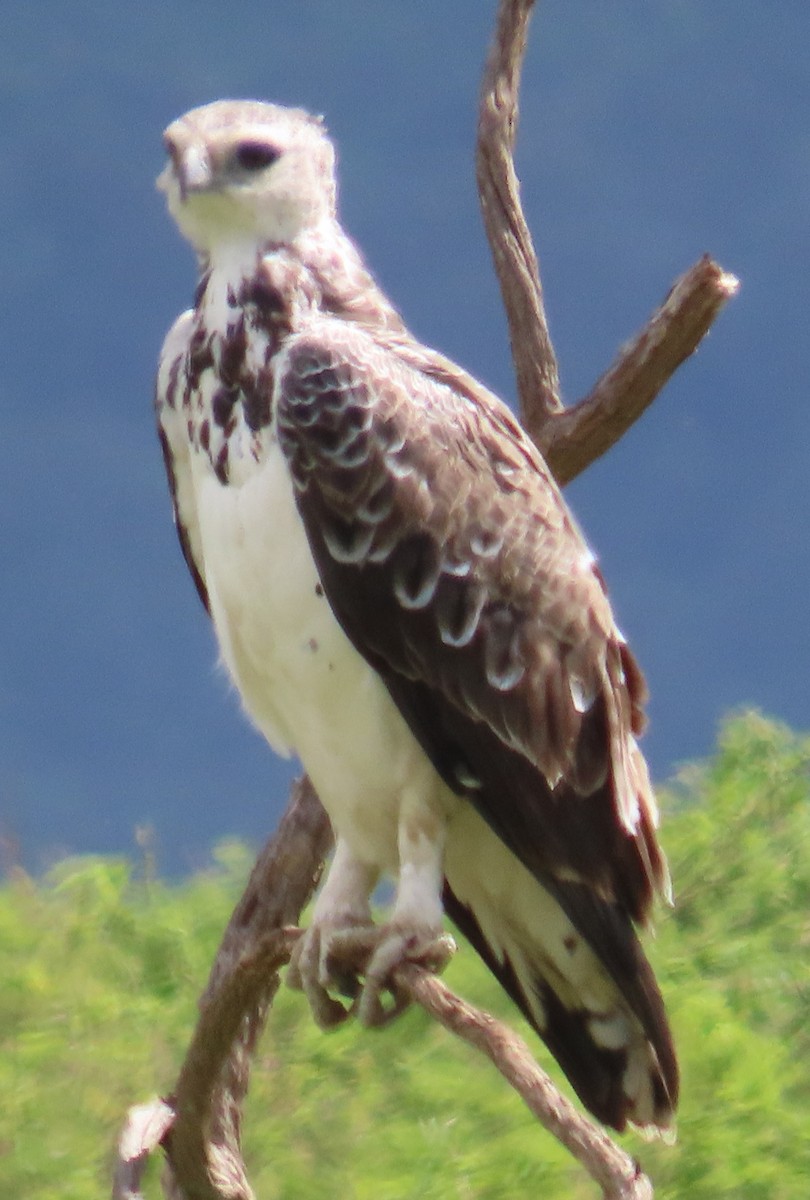 Kampfadler - ML649502097