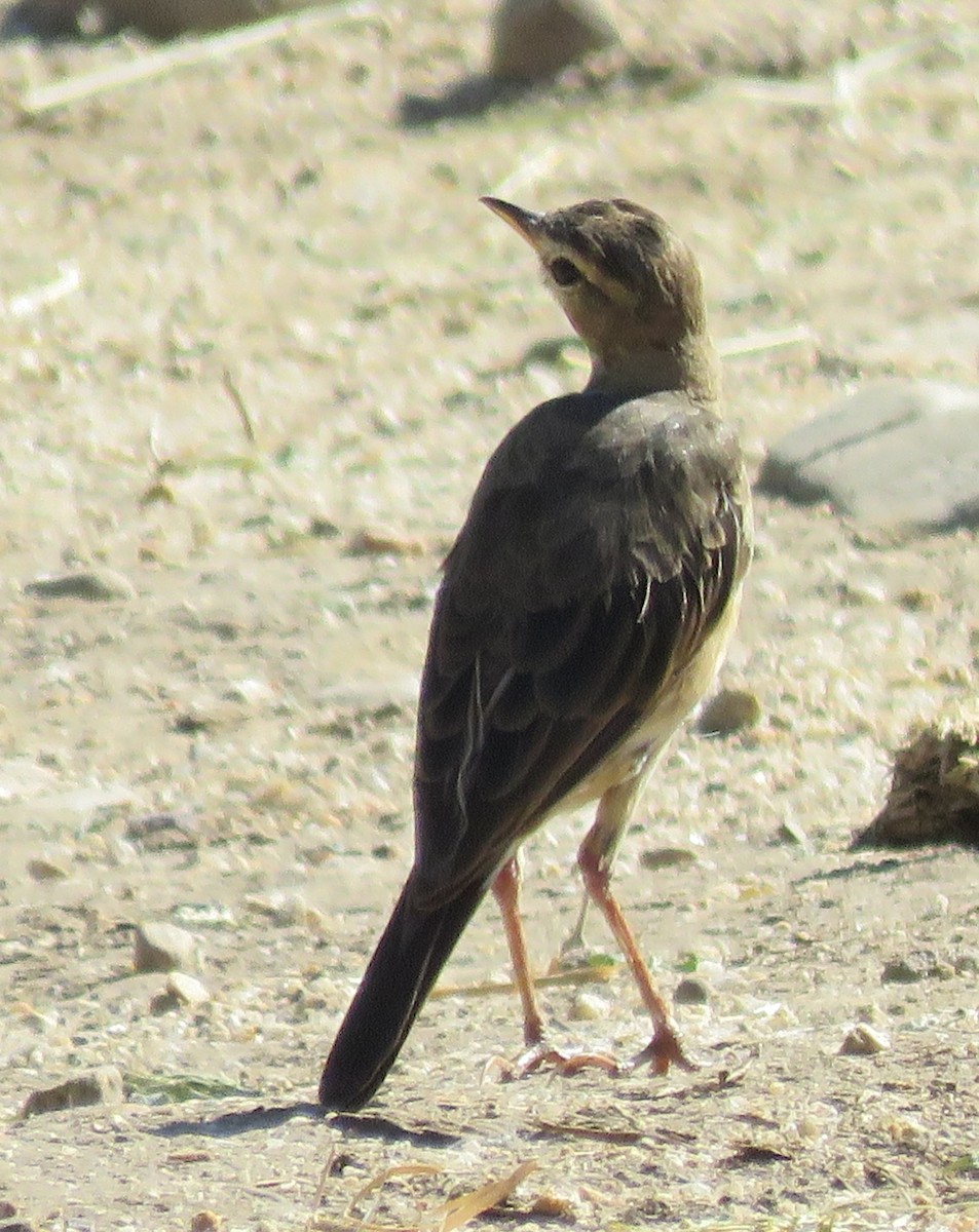 Braunrückenpieper - ML649502098