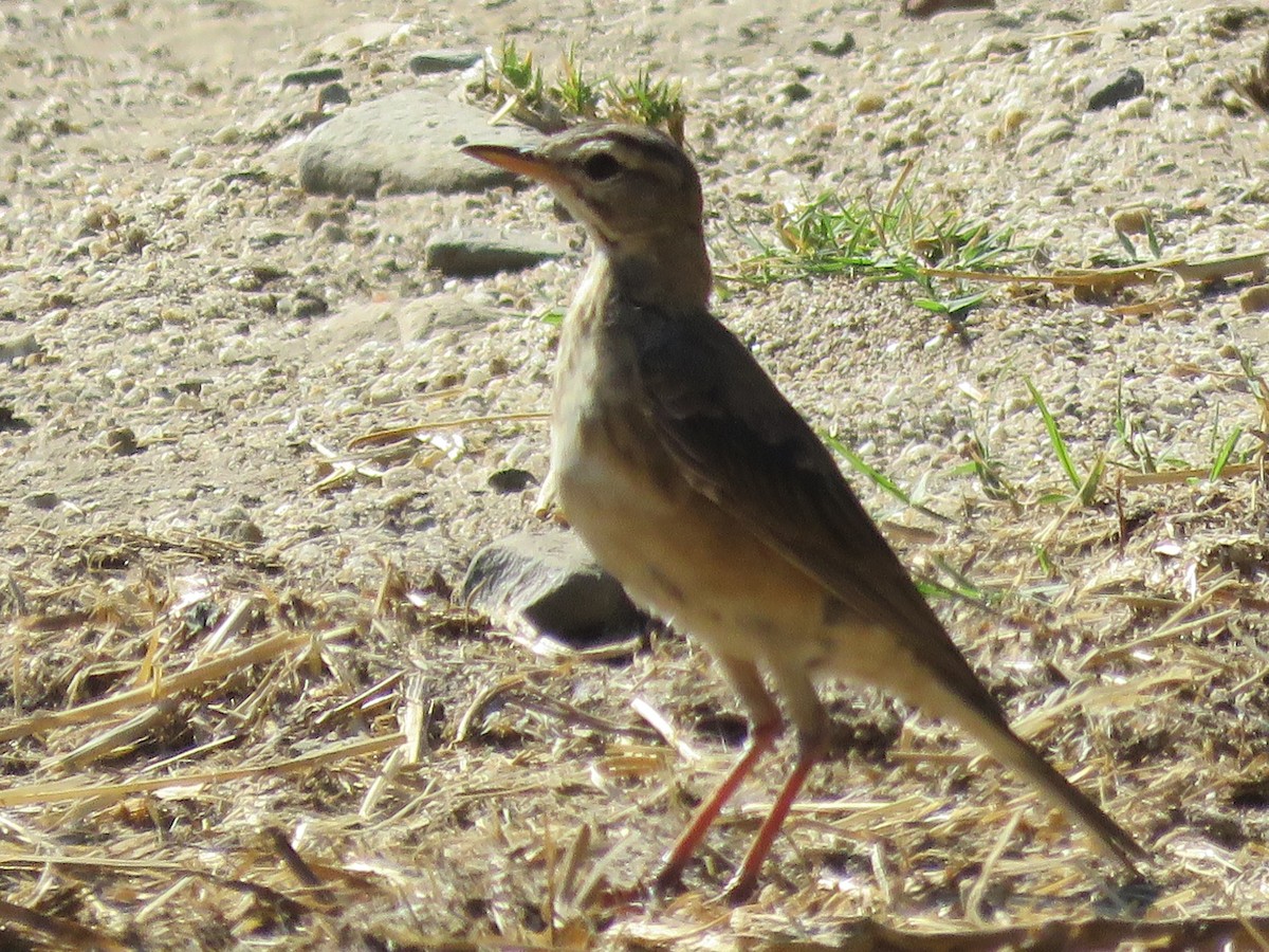 Braunrückenpieper - ML649502099