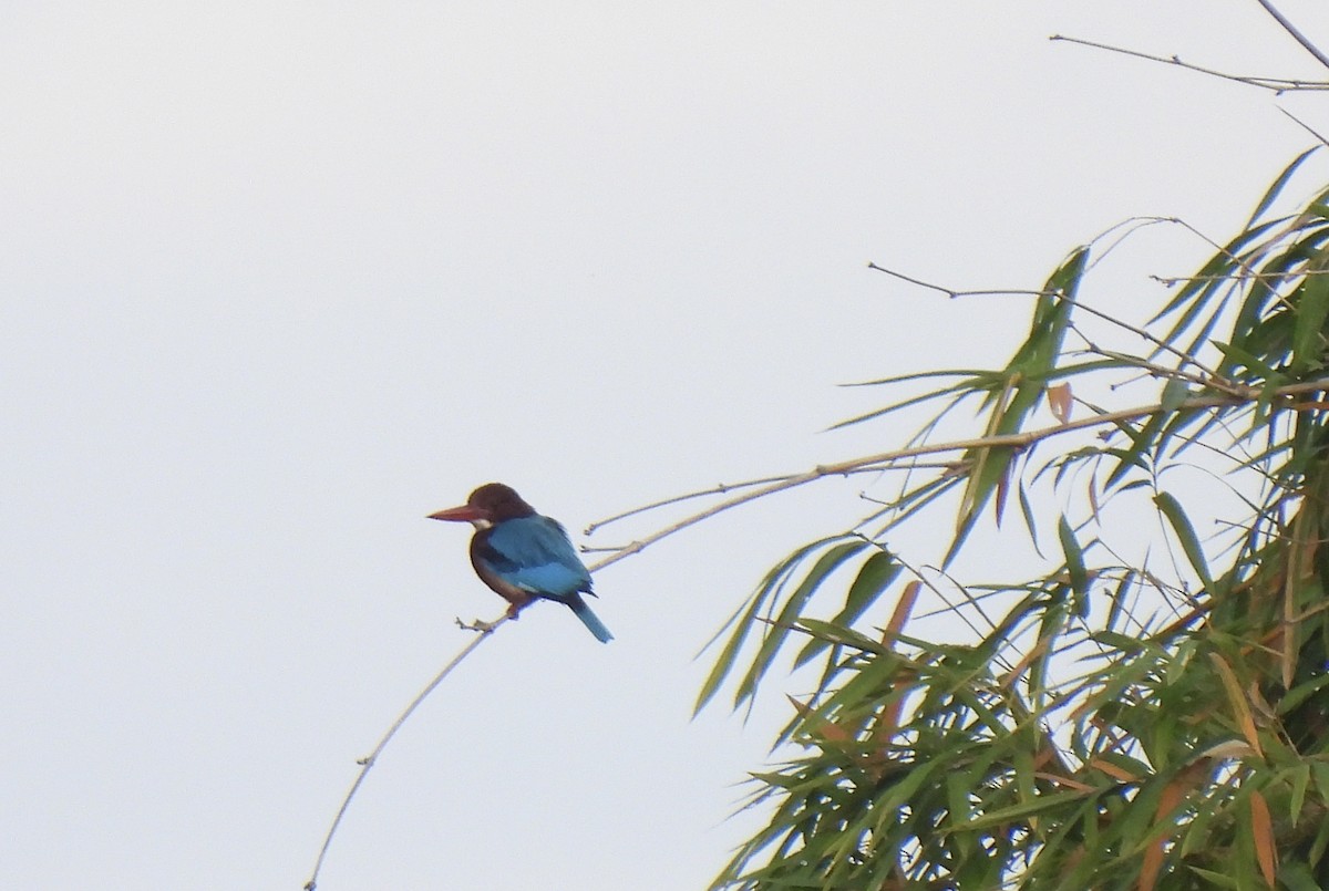 Braunliest - ML649502100