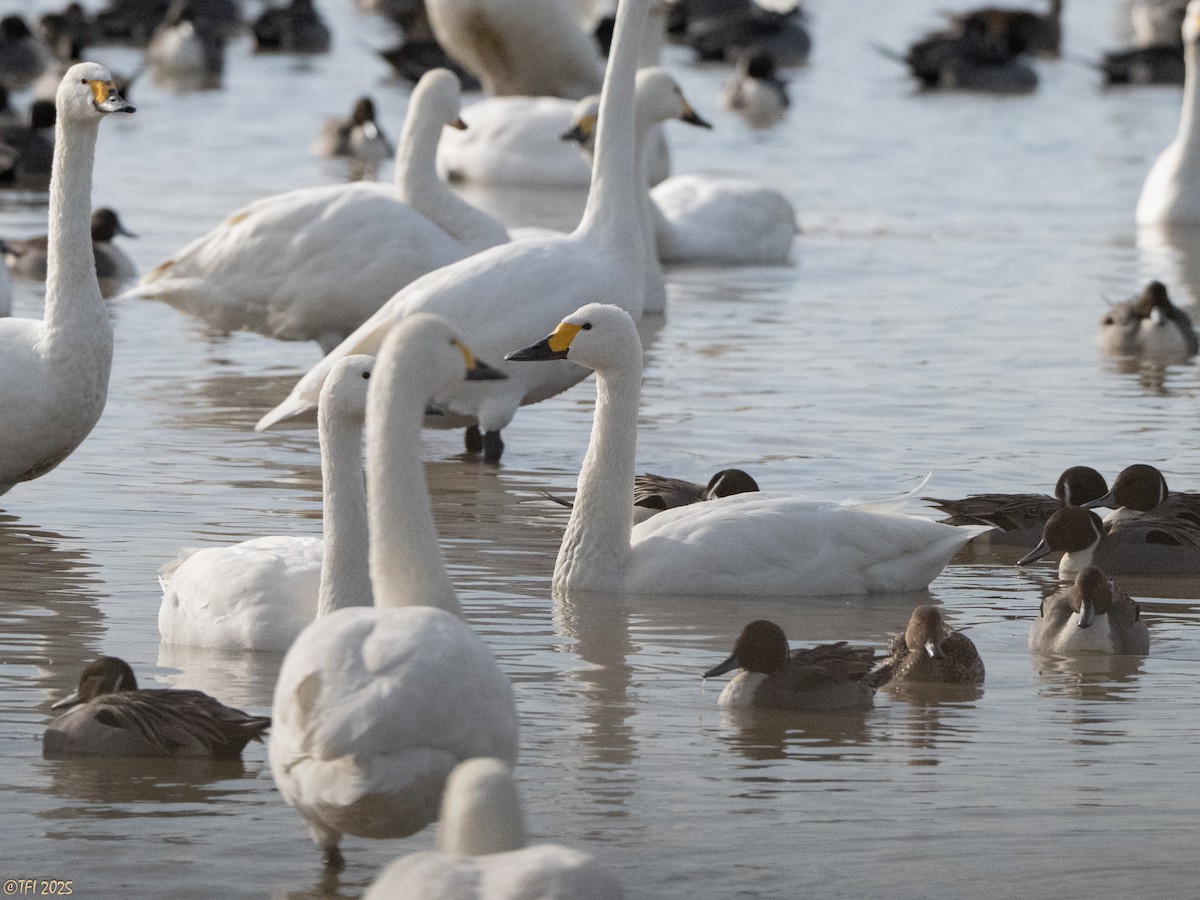 Zwergschwan (bewickii) - ML649502101