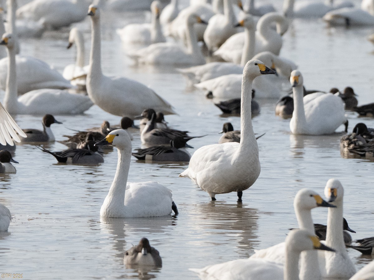 Zwergschwan (bewickii) - ML649502102