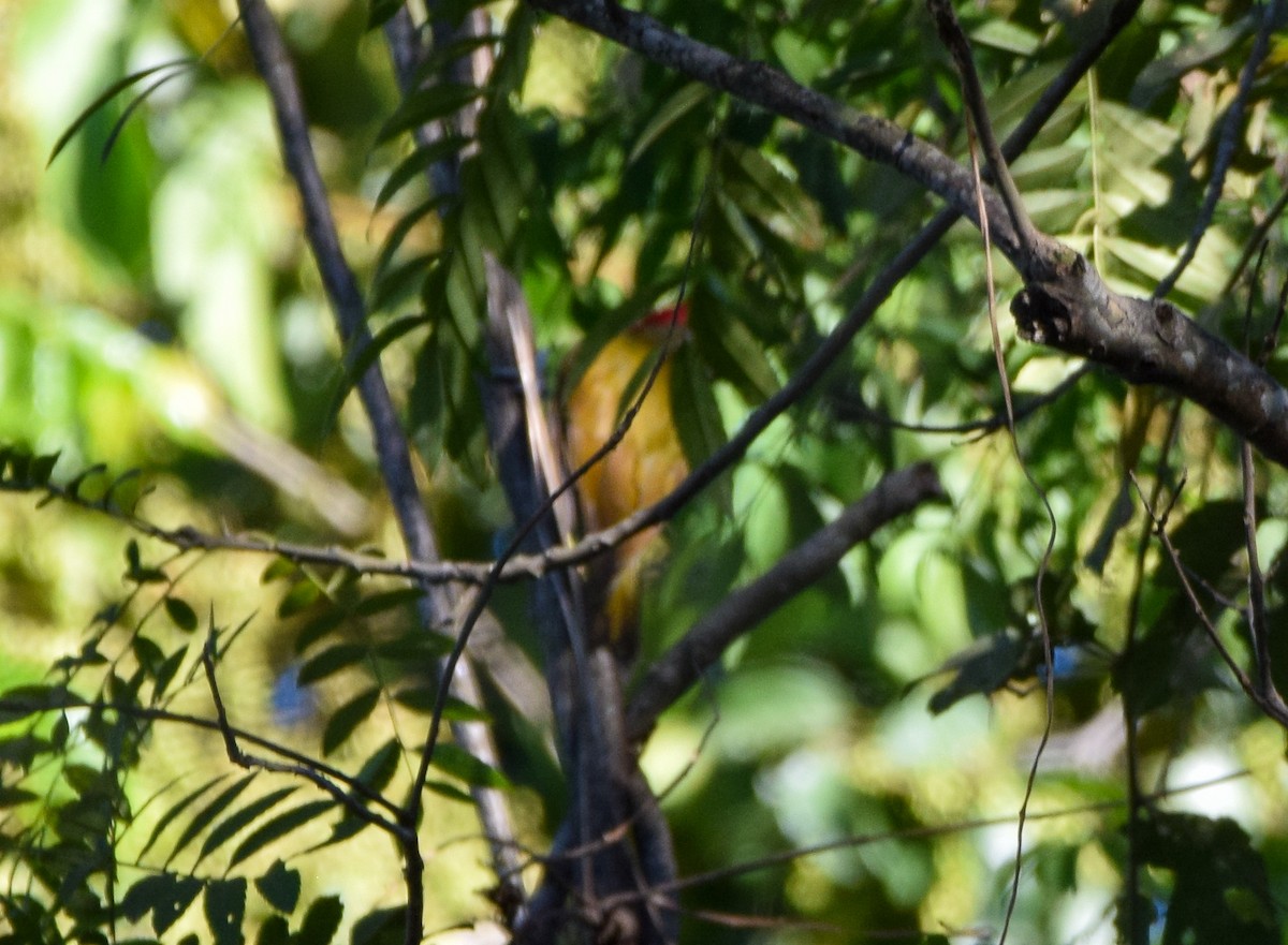 Olivmantelspecht - ML649502106