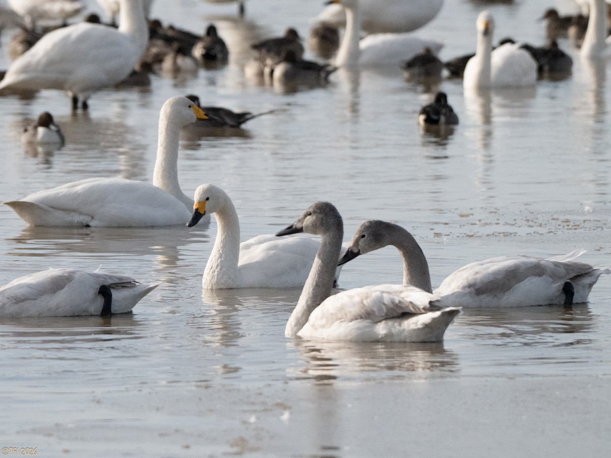 Zwergschwan (bewickii) - ML649502107