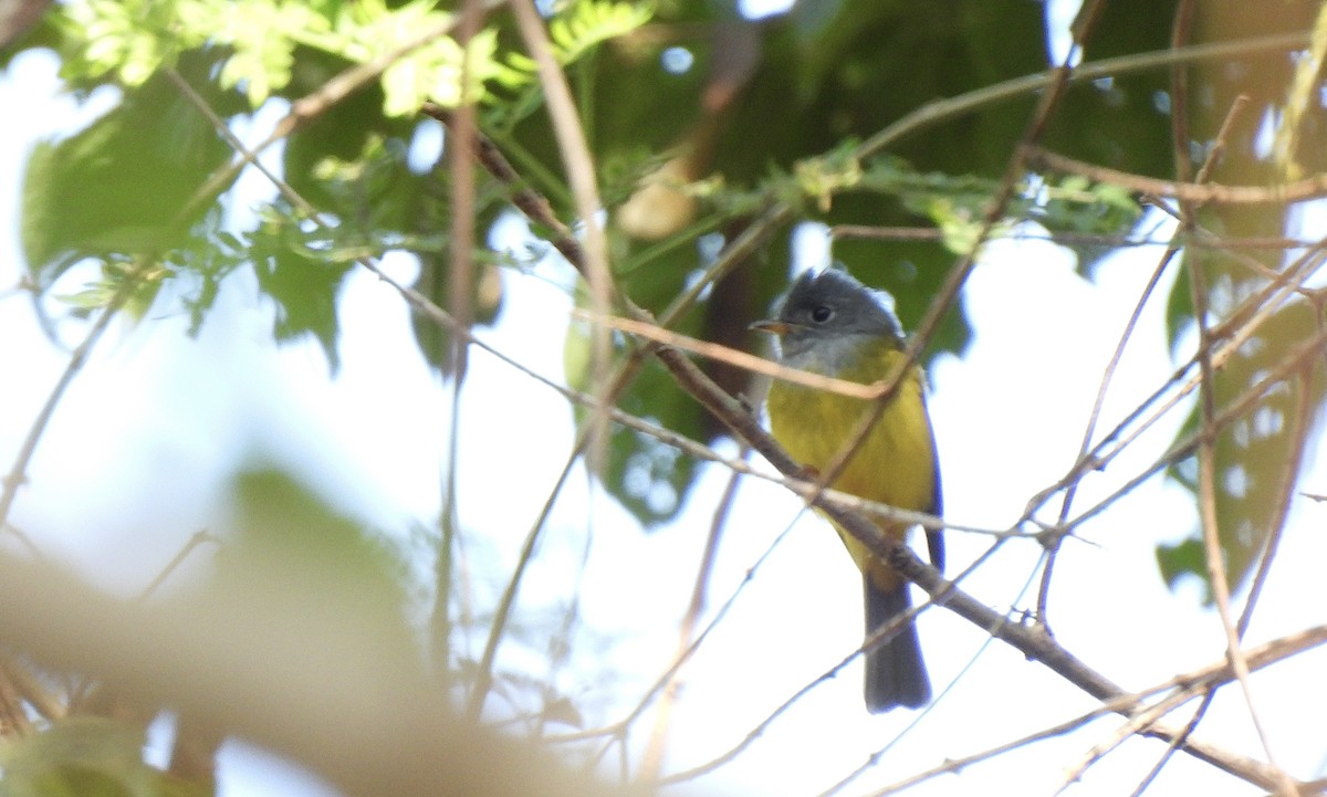 Graukopfschnäpper - ML649502108