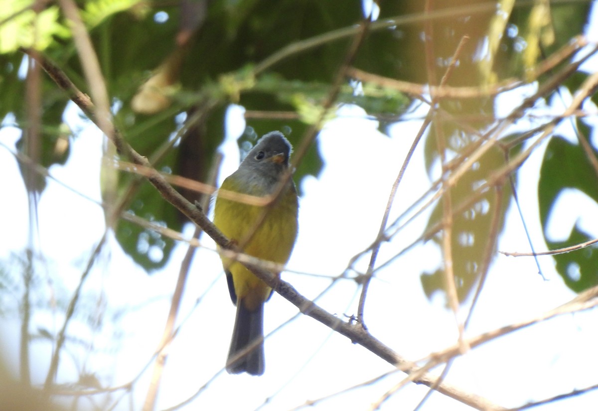 Graukopfschnäpper - ML649502109