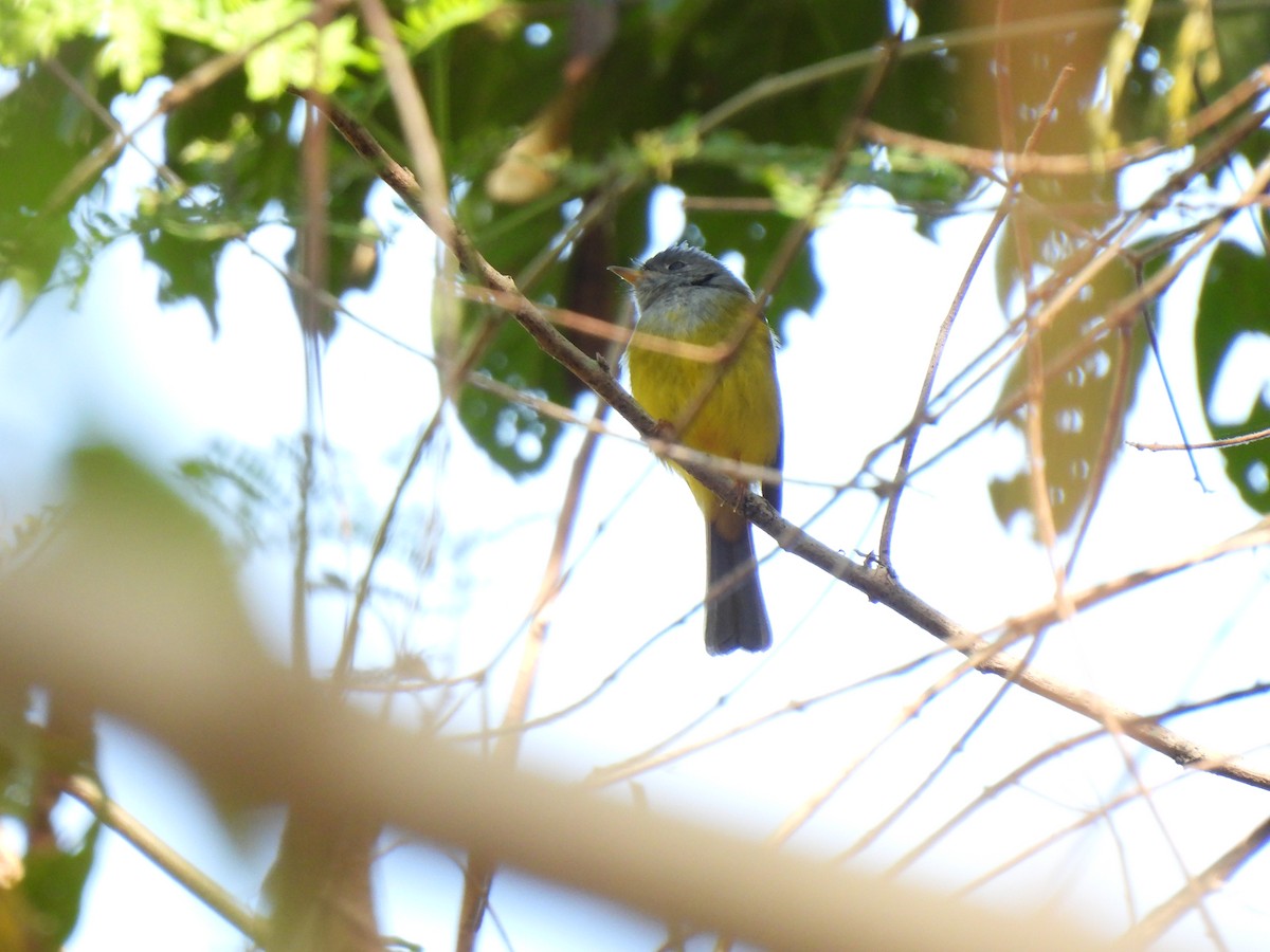 Graukopfschnäpper - ML649502110