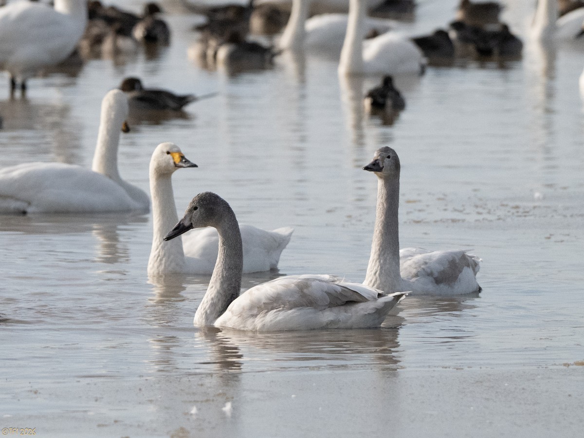 Zwergschwan (bewickii) - ML649502116