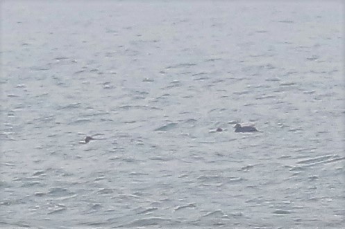 Samtente - ML649502117