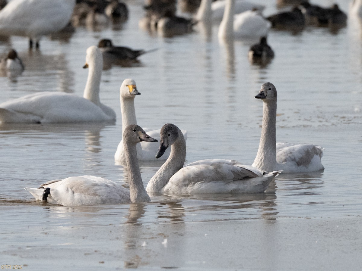 Zwergschwan (bewickii) - ML649502120