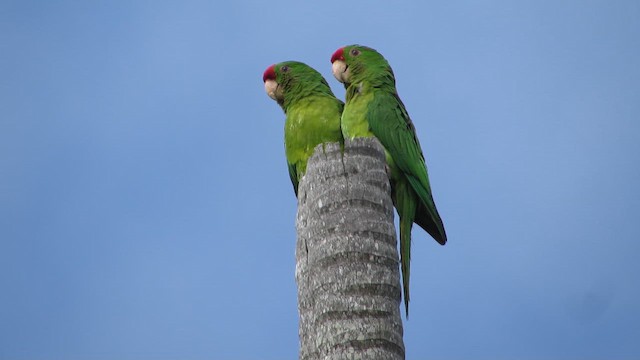 Scarlet-fronted Parakeet - ML649502348