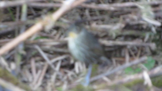 Santa Marta Antpitta - ML649502356