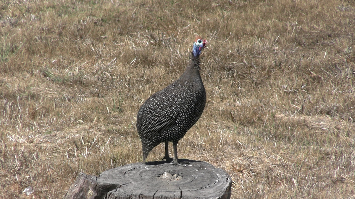 Pintade de Numidie - ML649502469