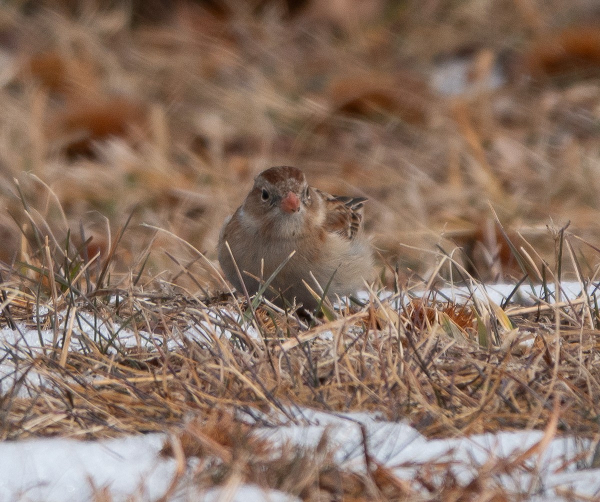 Bruant des champs - ML649502494