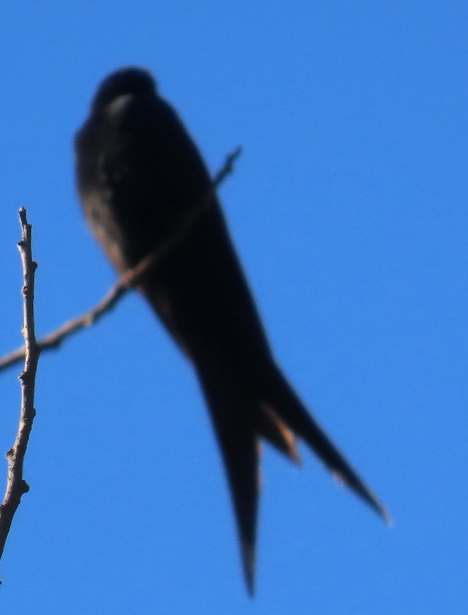 Hirondelle hérissée - ML649502497