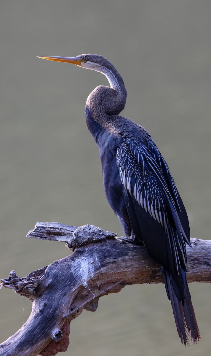 Anhinga roux - ML649502498