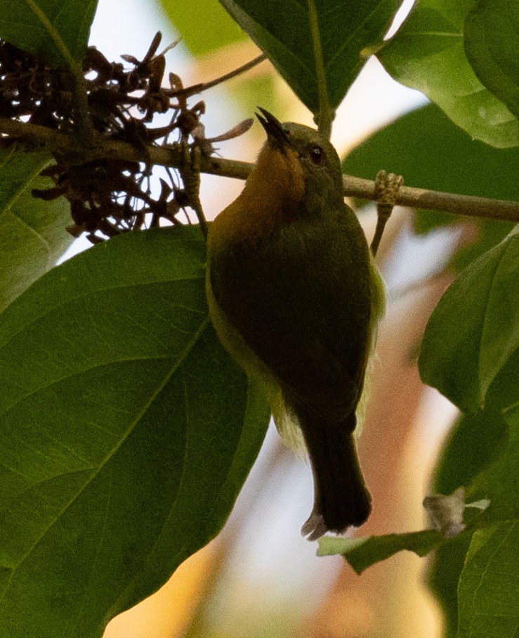 Souimanga à joues rubis - ML649502500