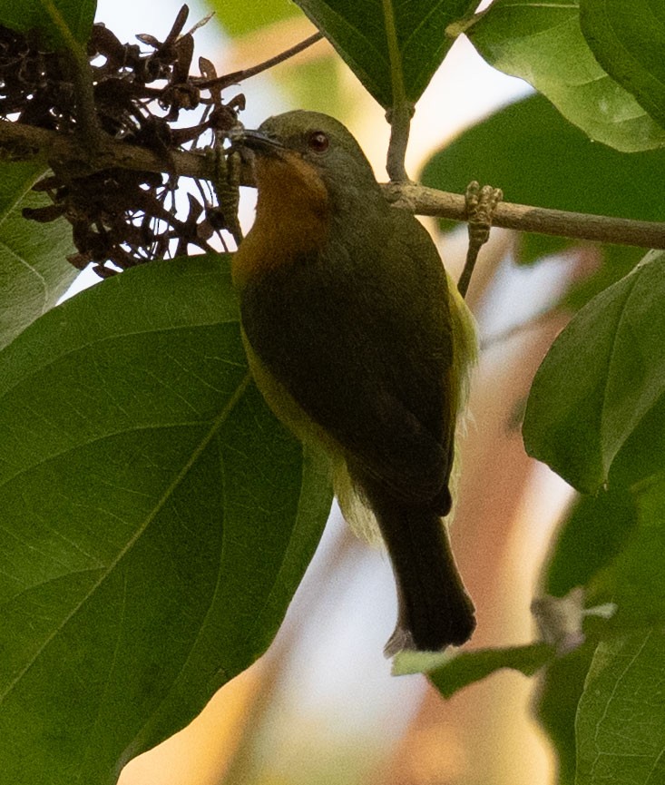 Souimanga à joues rubis - ML649502501