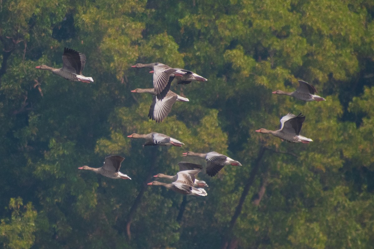 Oie cendrée - ML649502502