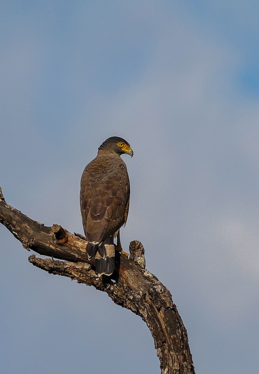 Serpentaire bacha - ML649502503