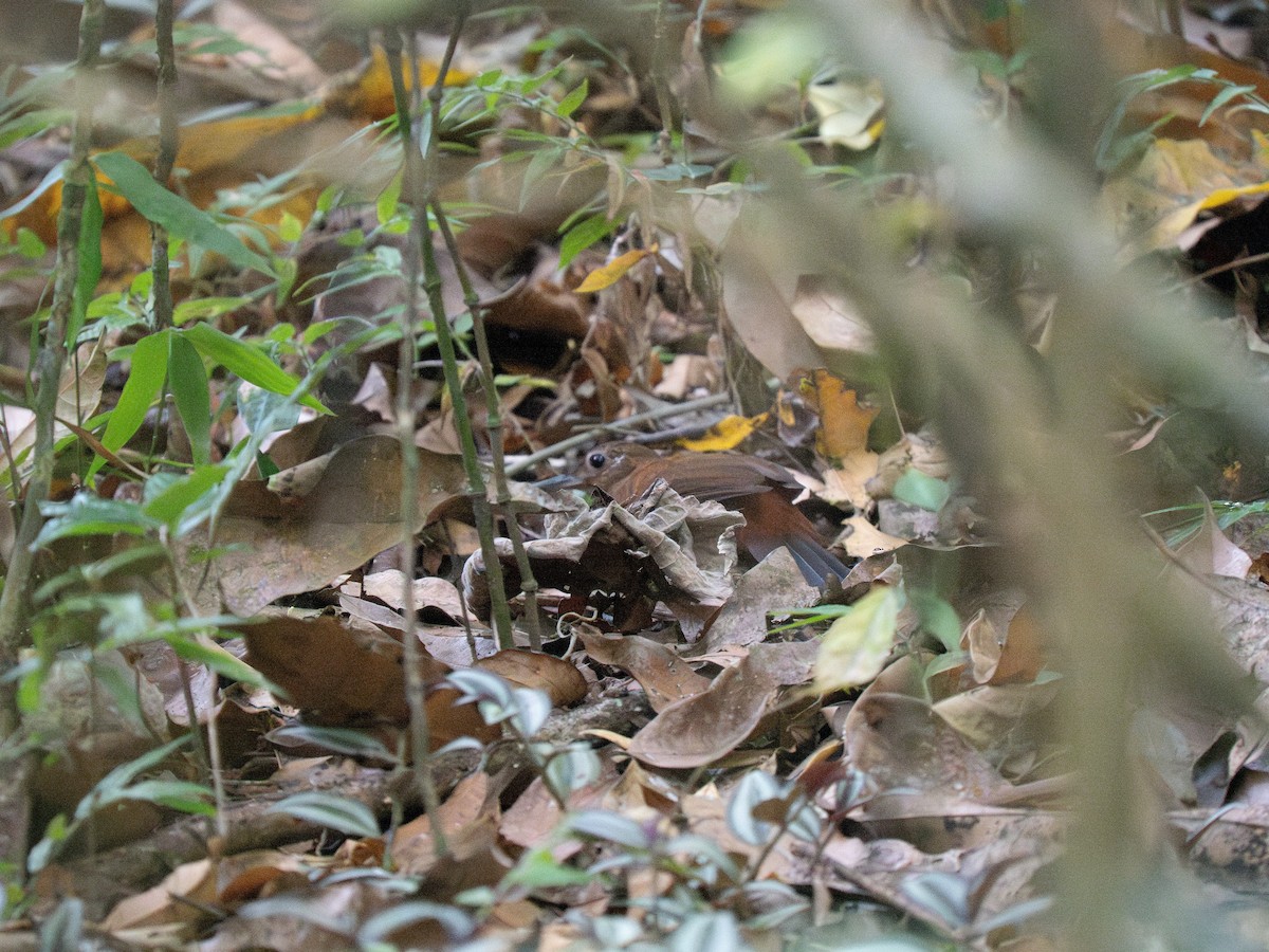 Sclérure à poitrine rousse (cearensis) - ML649502509