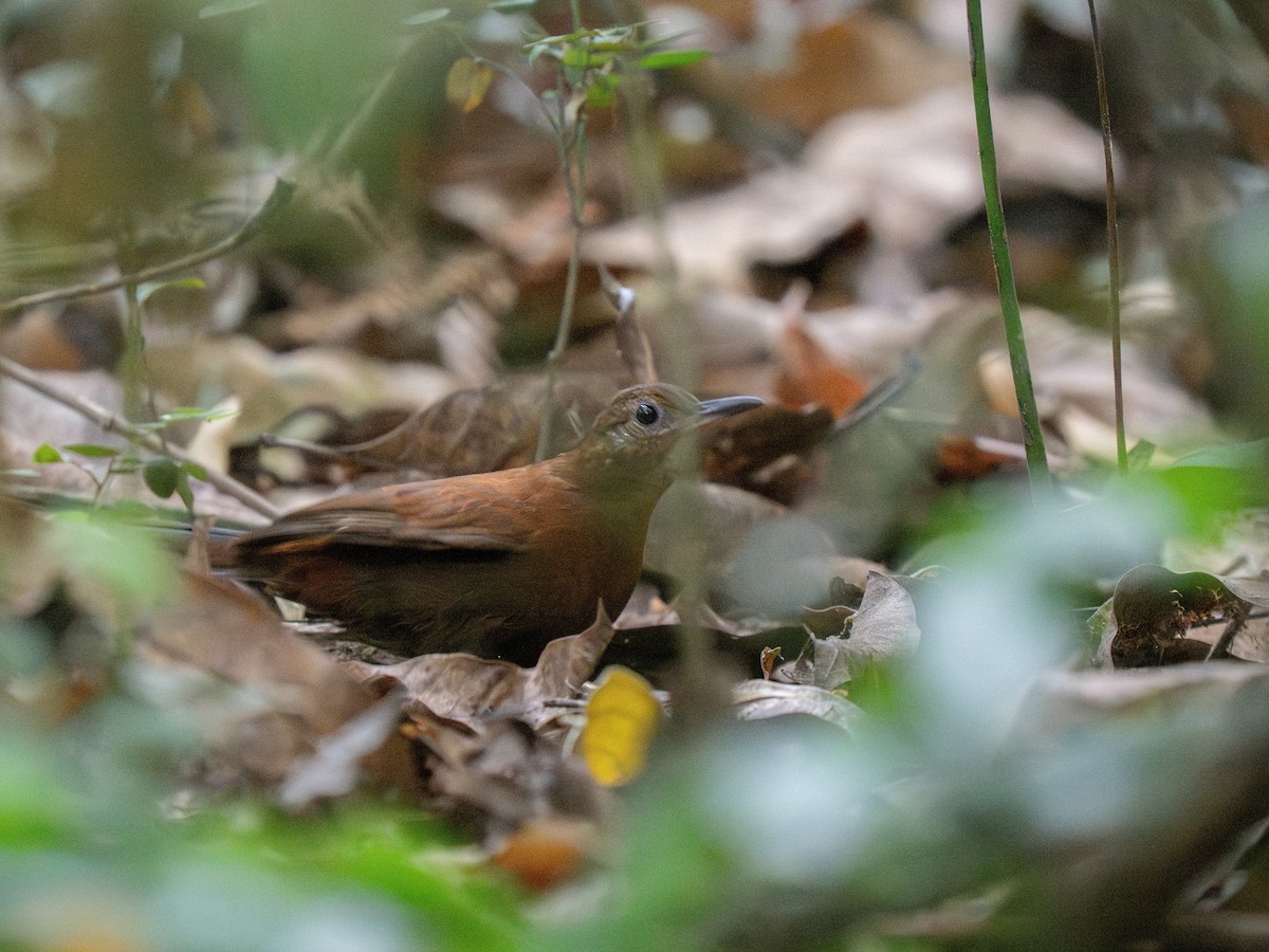Sclérure à poitrine rousse (cearensis) - ML649502510