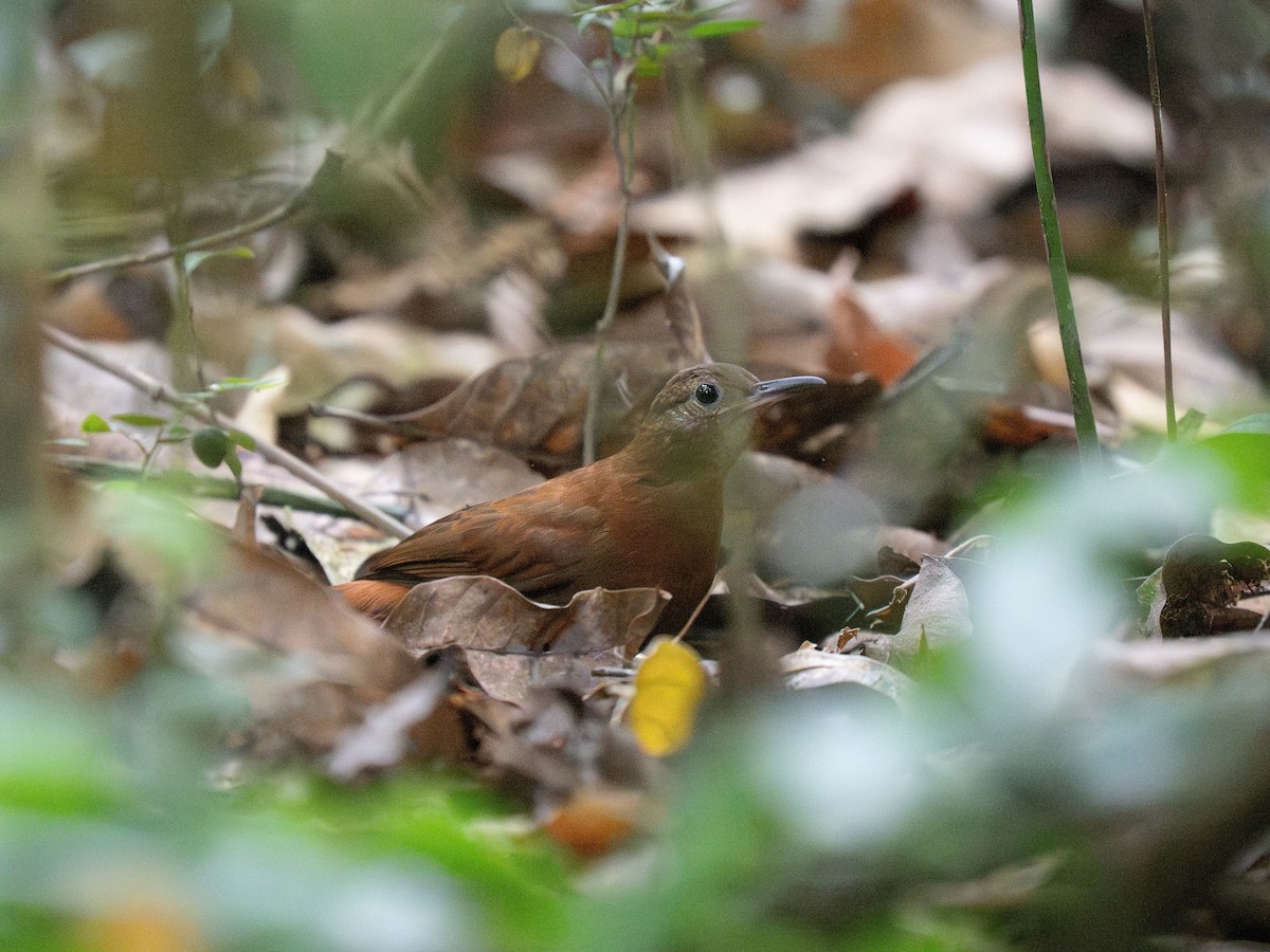 Sclérure à poitrine rousse (cearensis) - ML649502511