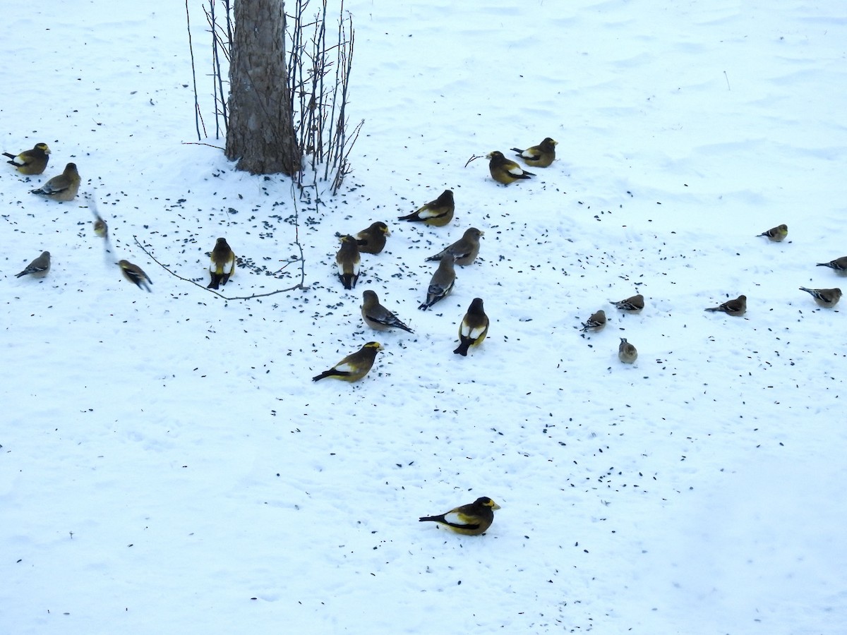 Gros-bec errant - ML649502512