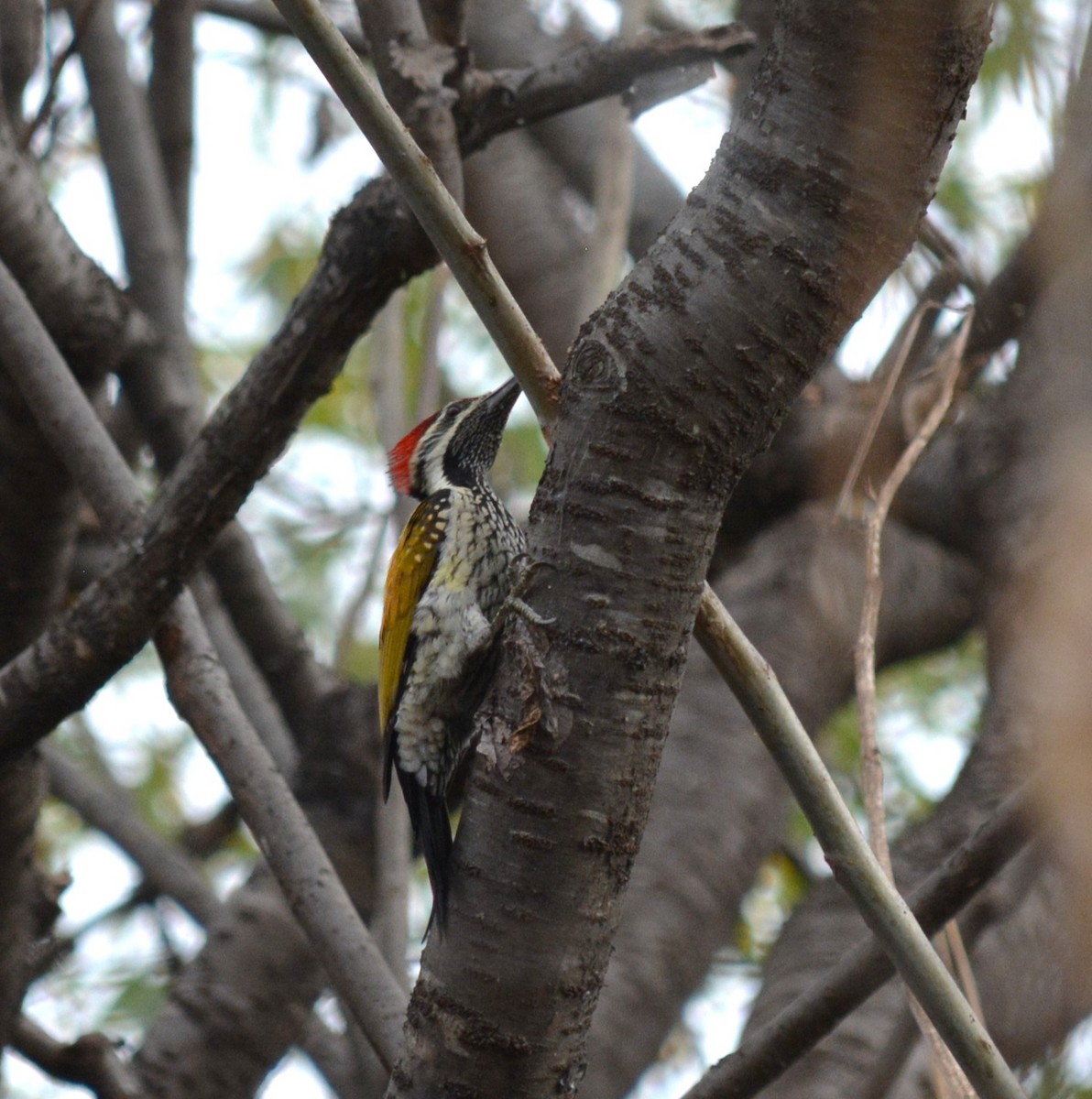 Pic du Bengale - ML649502513