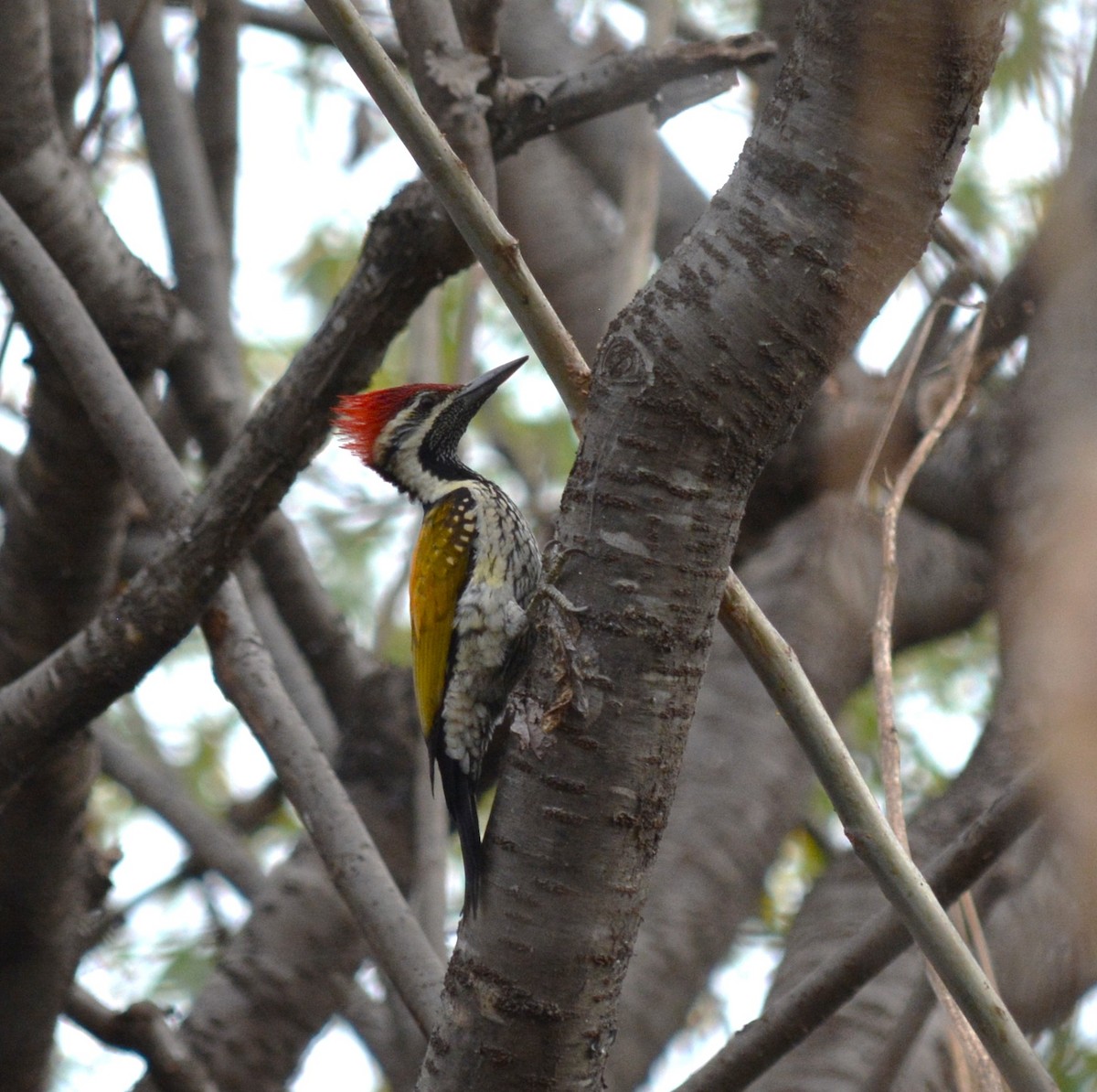 Pic du Bengale - ML649502514