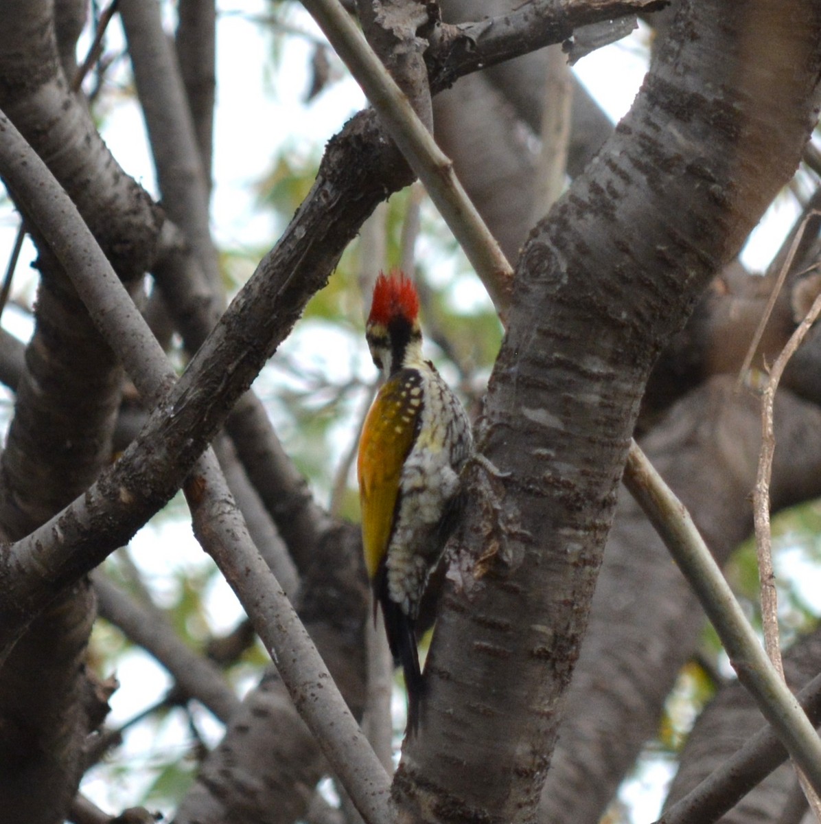 Pic du Bengale - ML649502515