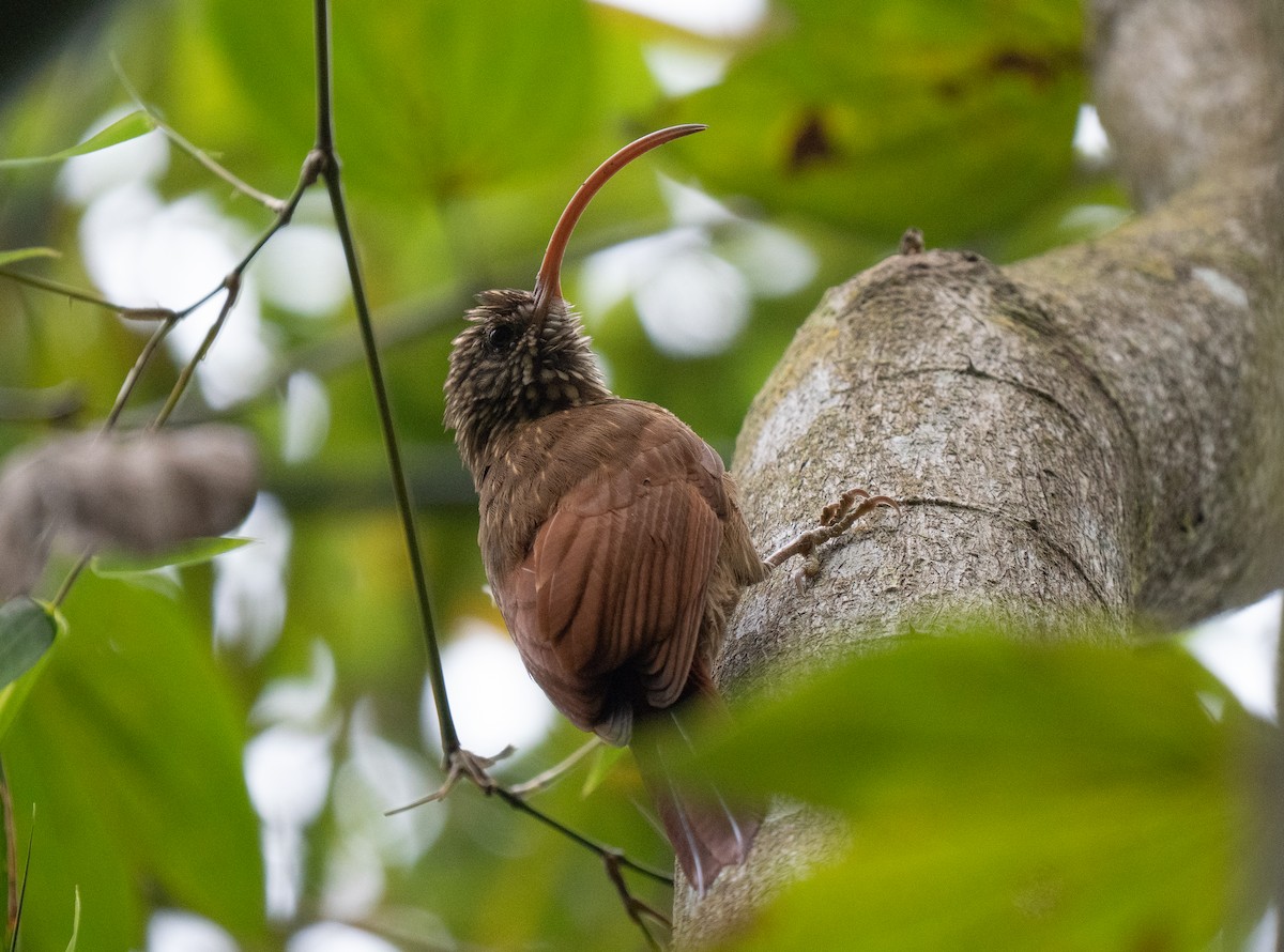 Grimpar à bec rouge - ML649502516