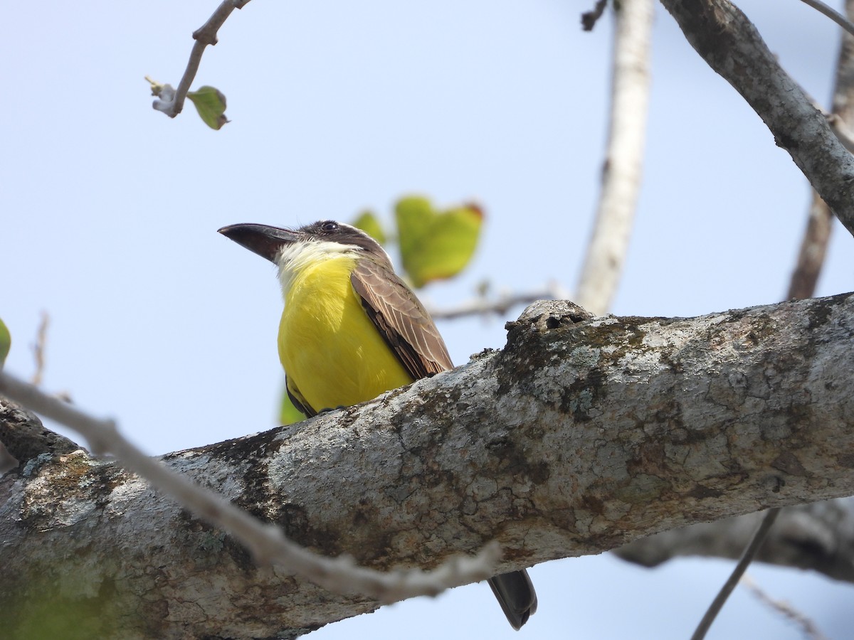 Tyran pitangua - ML649502518