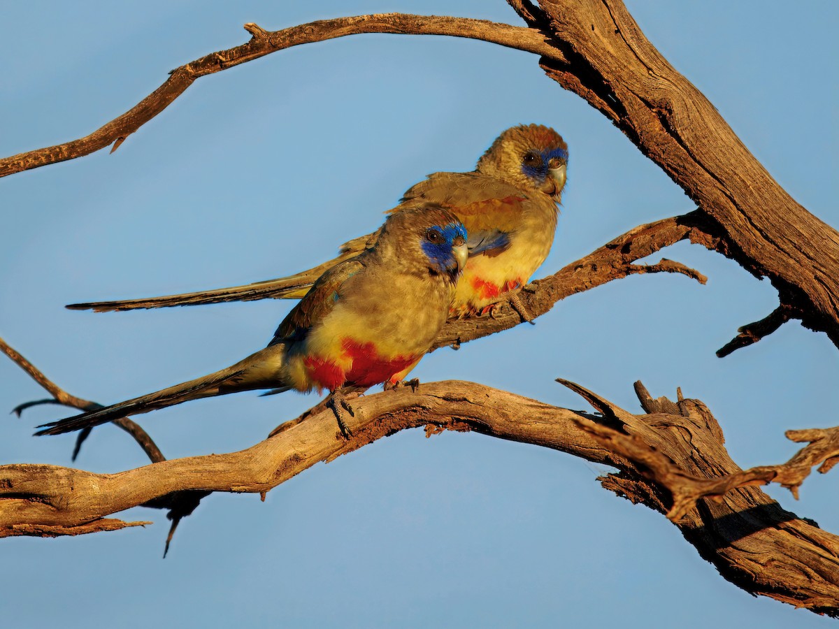Perruche à bonnet bleu - ML649502519