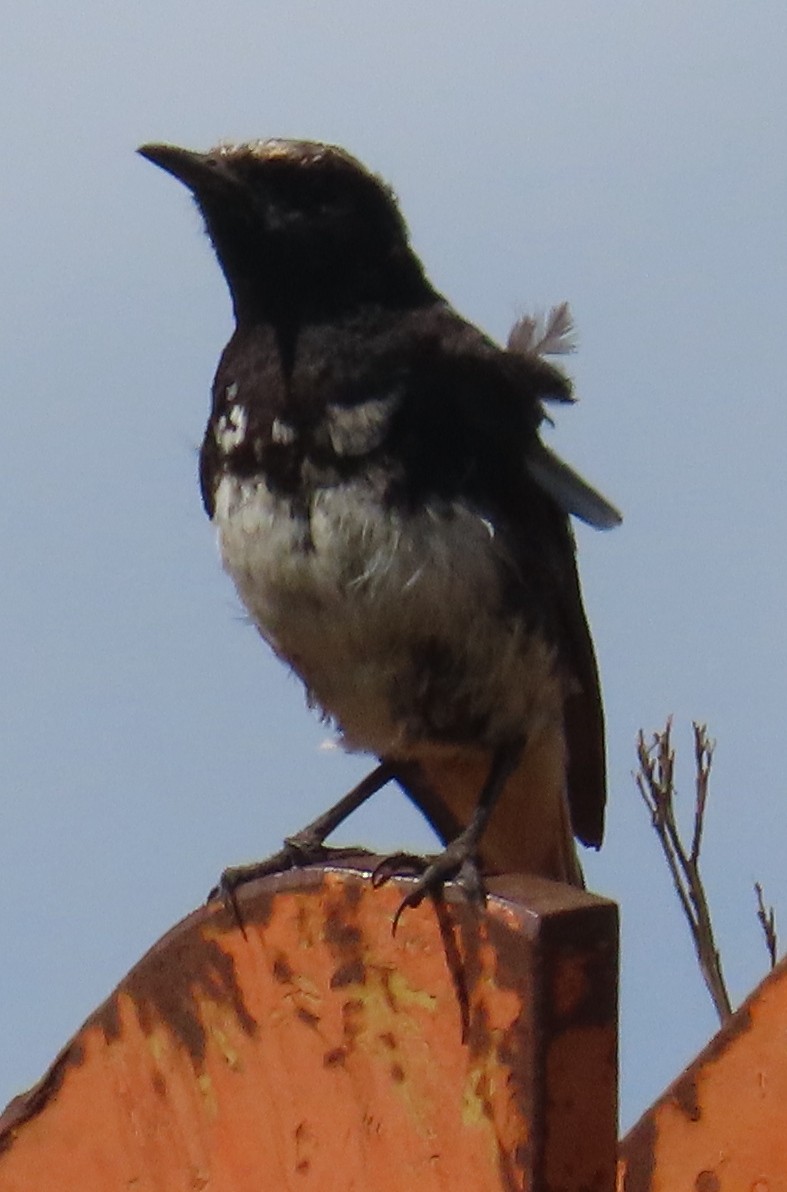 Traquet de Shalow - ML649502520