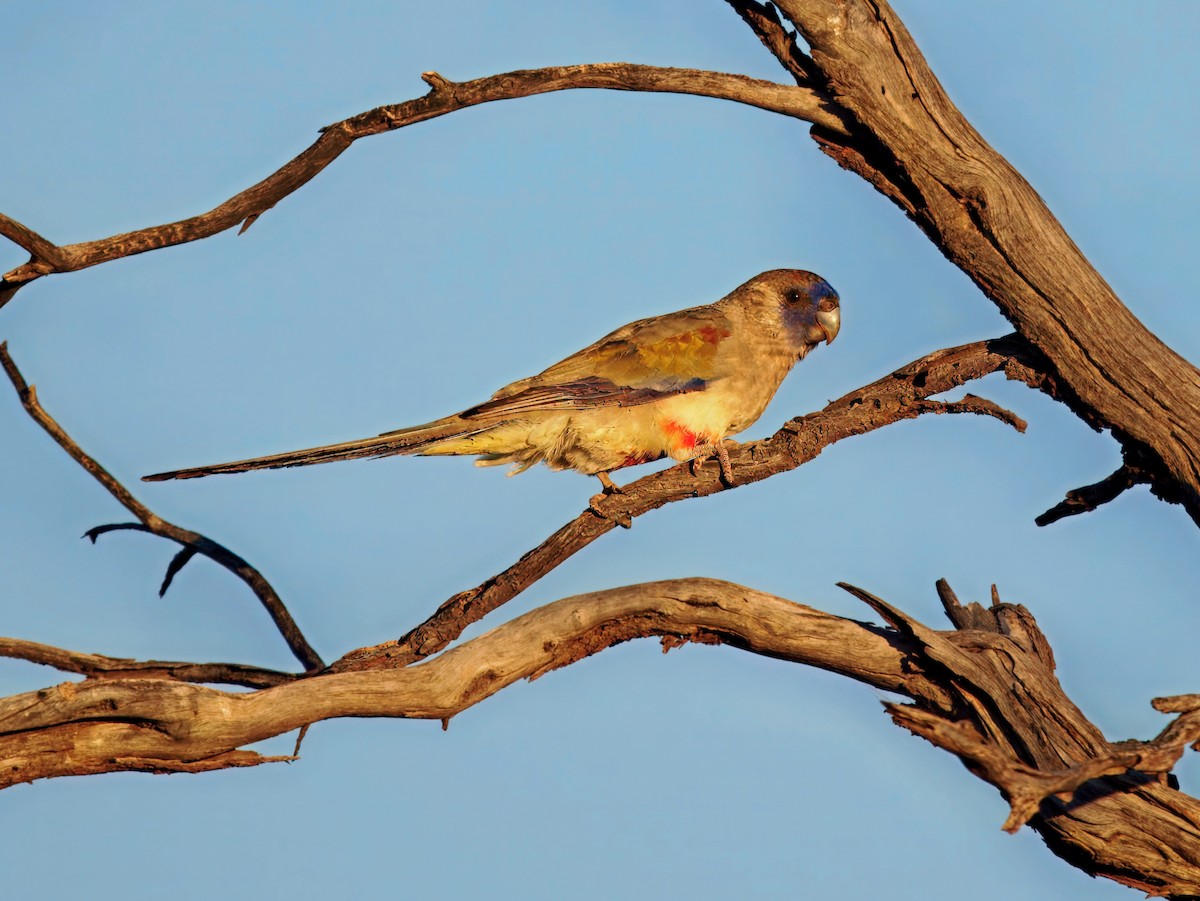 Perruche à bonnet bleu - ML649502521