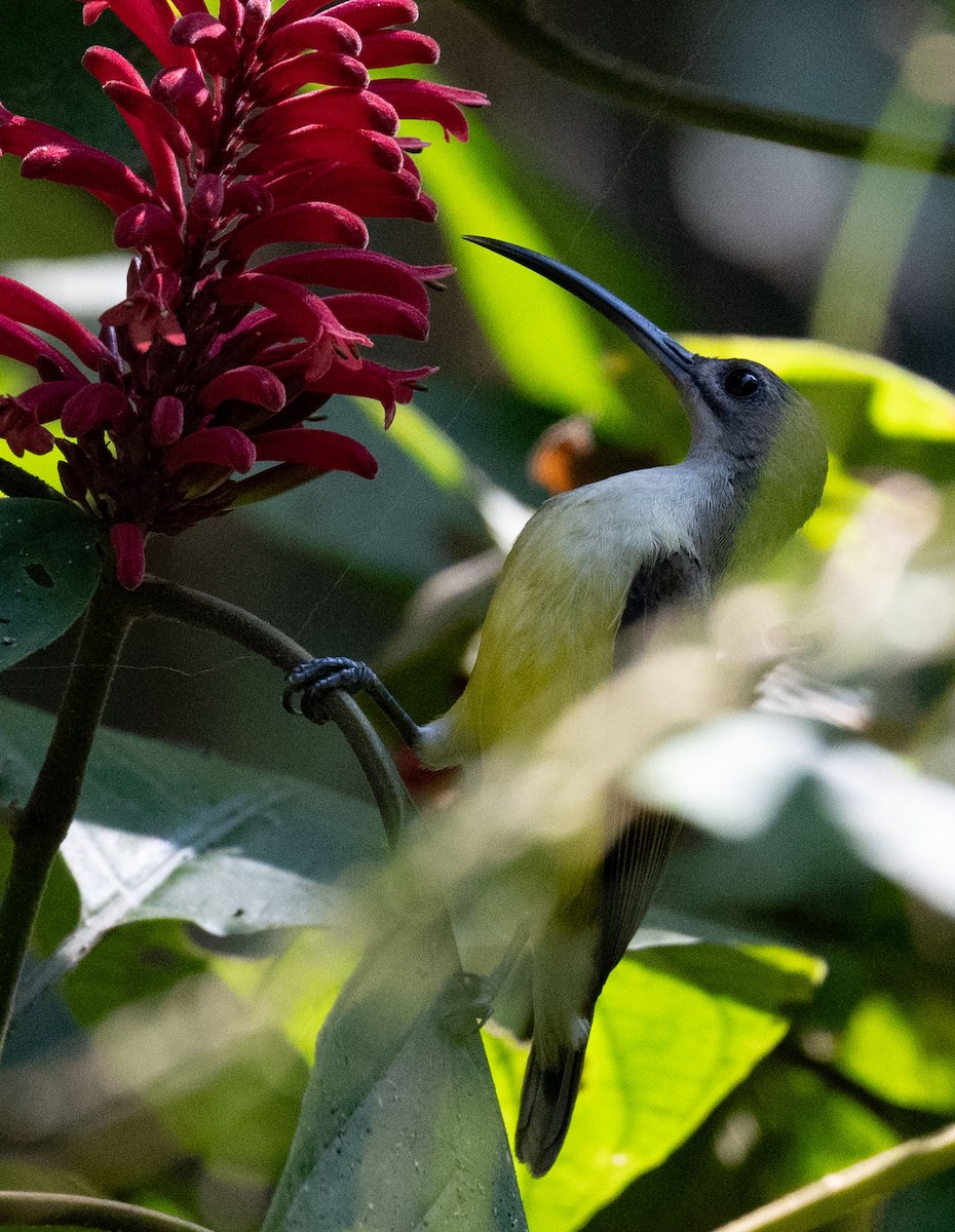 Petit Arachnothère - ML649502522