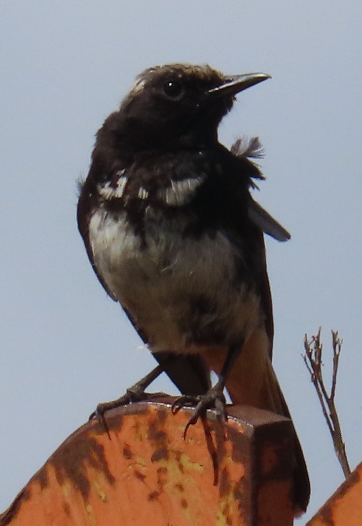 Traquet de Shalow - ML649502524