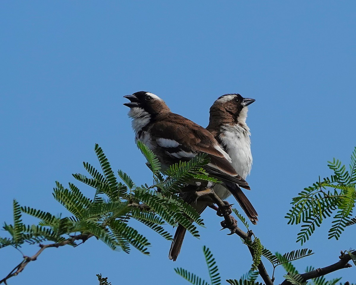 Mahali à sourcils blancs - ML649502530