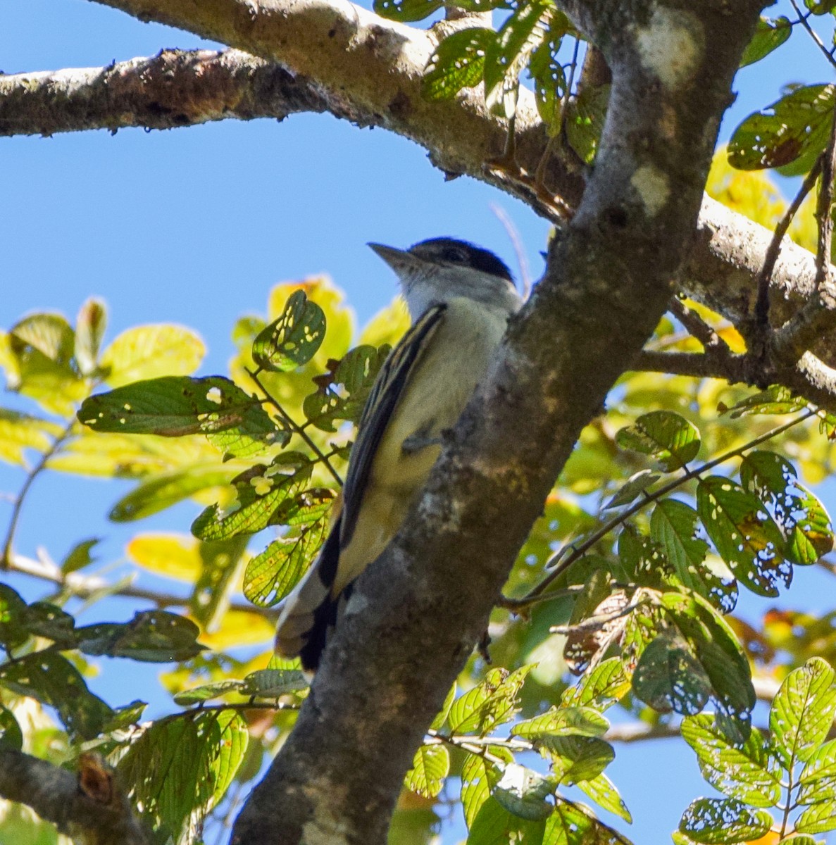 Bécarde du Mexique - ML649502531