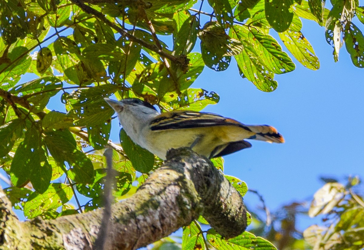 Bécarde du Mexique - ML649502532