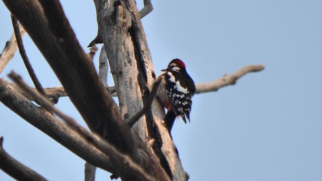 strakapoud velký - ML649503174