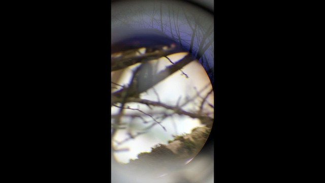 Повзик звичайний - ML649503337