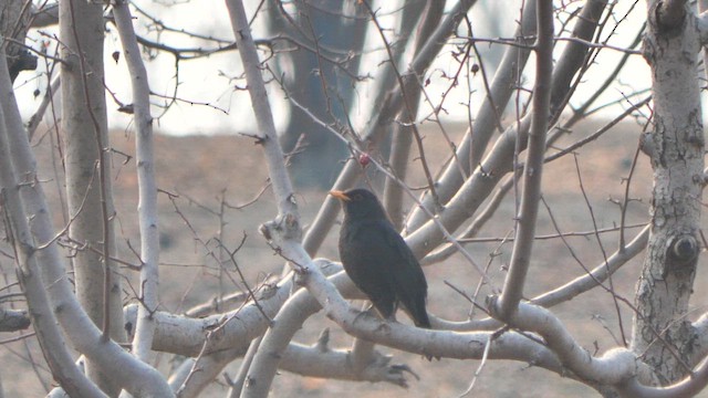 kos čínský - ML649503416