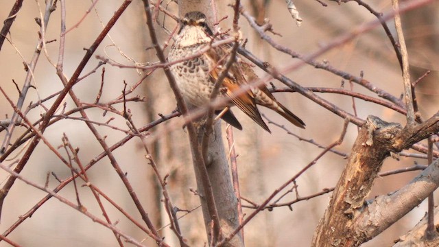 drozd rezavokřídlý - ML649503436