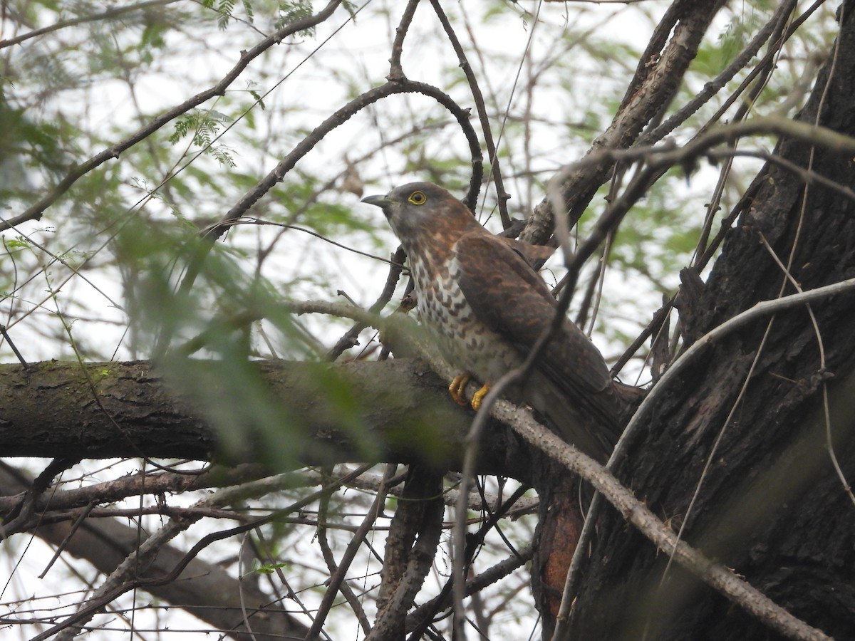 Зозуля білогорла - ML649503484