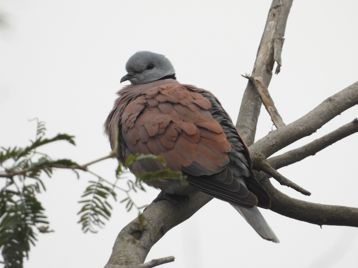 Горлиця короткохвоста - ML649503522