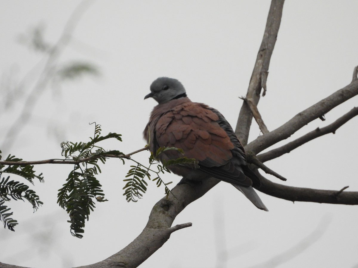 Горлиця короткохвоста - ML649503523