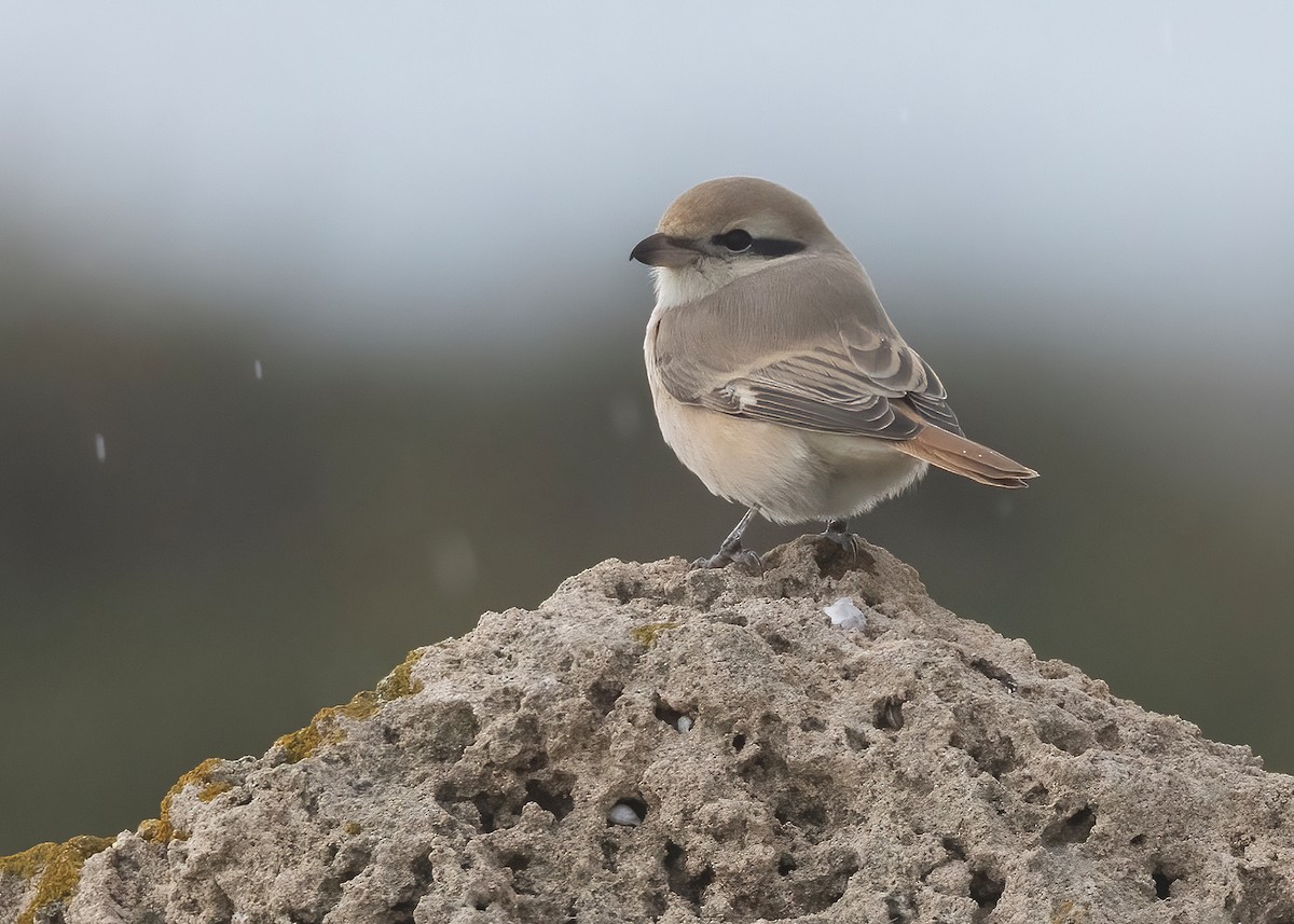 isabellavarsler - ML649503727